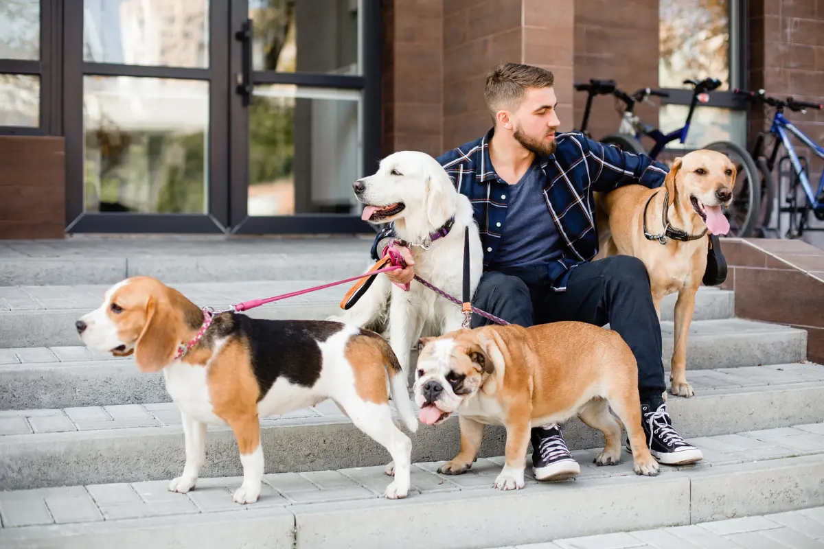 Man with dogs